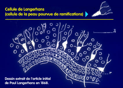 Dessin d'une cellule<br>de Langerhans